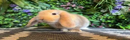 Mini Lop rabbits for sale: ⭐️Last chocolate harliquin boy⭐️ - Advert 3