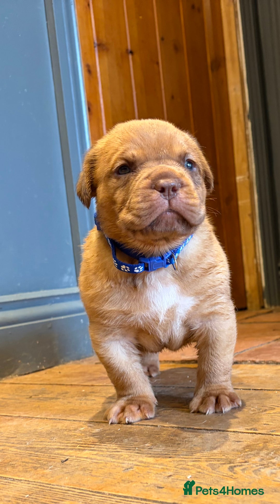 Dogue De Bordeaux dogs for sale: DOGUE DE BORDEAUX PUPS  - Image 2