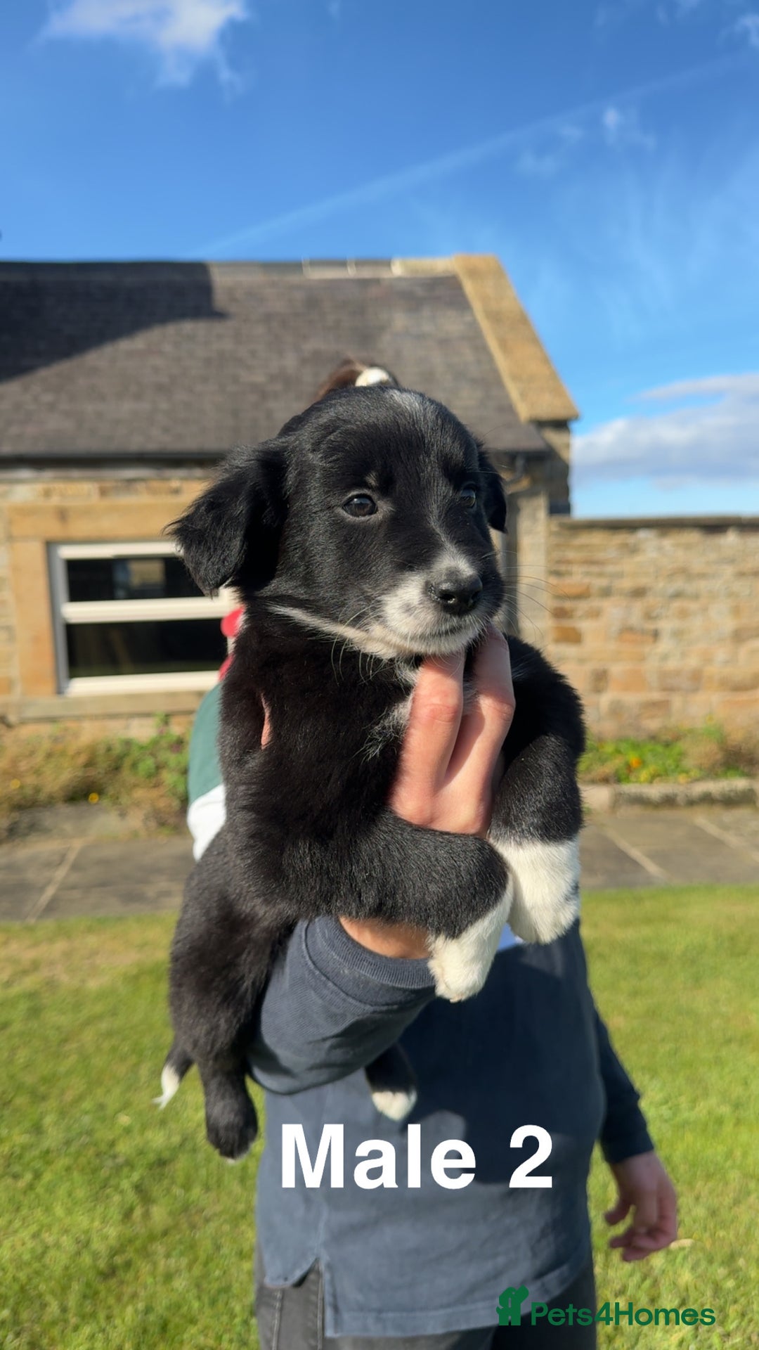 Border Collie dogs for sale: Superb litter of purebred Border Collie puppies  - Image 9