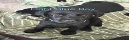Labrador Retriever dogs for sale: Loveable Labrador Puppies  - Advert 10