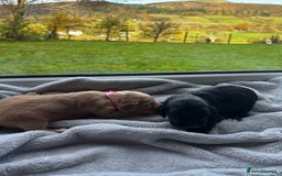 Cocker Spaniel dogs for sale: ✨ Cuddles Await from our Cocker Spaniel Pups  - Image 12