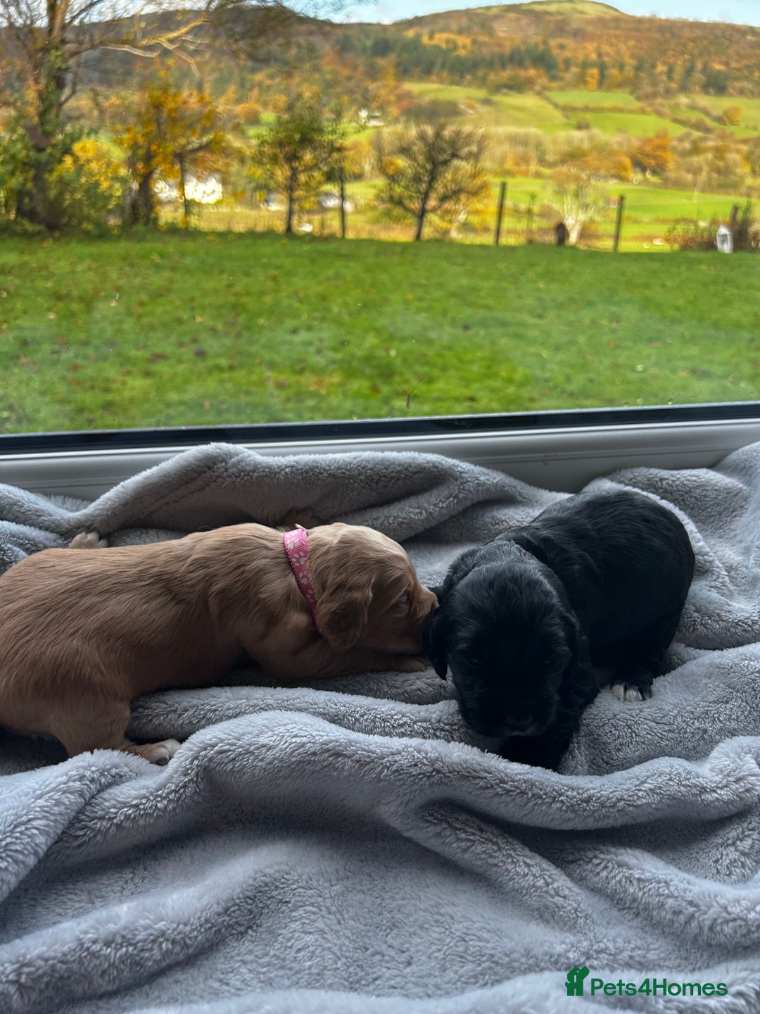 Cocker Spaniel dogs for sale: ✨ Cuddles Await from our Cocker Spaniel Pups  - Image 12