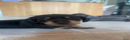 Miniature Dachshund dogs for sale: 7 Black and Tan and Blue miniature Dachshund’s  - Advert 3