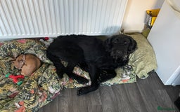 Labradoodle dogs for sale: Very lovely boy Bear 🐻  - Image 11