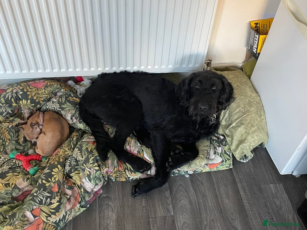 Labradoodle dogs for sale: Very lovely boy Bear 🐻  - Image 11