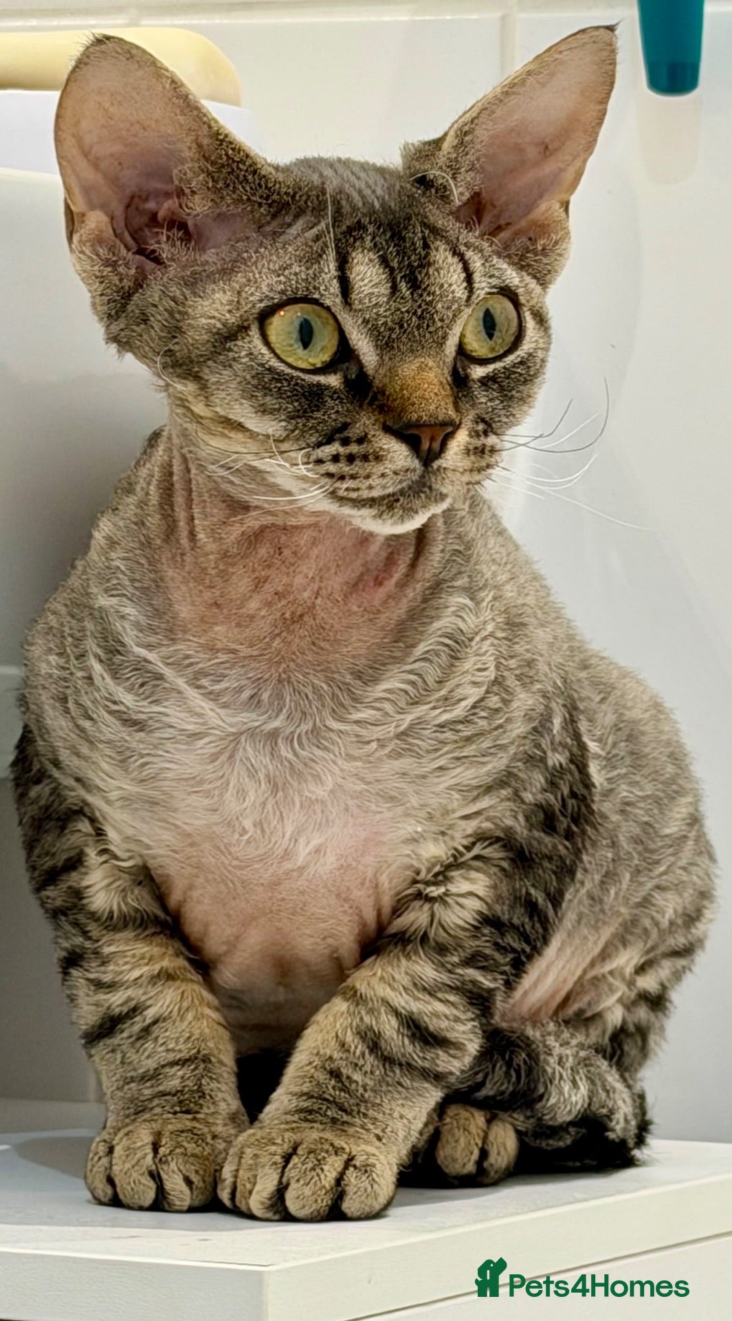 Devon Rex cats Mrs Nina K. - Advert 13