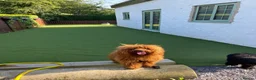 Cockapoo dogs for sale: Two Gorgeous Cockapoos. Viewible with mum and dad - Advert 2