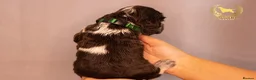 Cocker Spaniel dogs for sale: TRUE SHOW TYPE COCKER SPANIELS - Advert 11