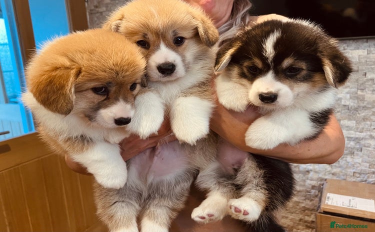 Welsh Corgi Pembroke dogs - Advert 1