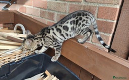 Bengal cats for sale: 1no. Female & 1no. Male Bengal Kittens available - Image 10