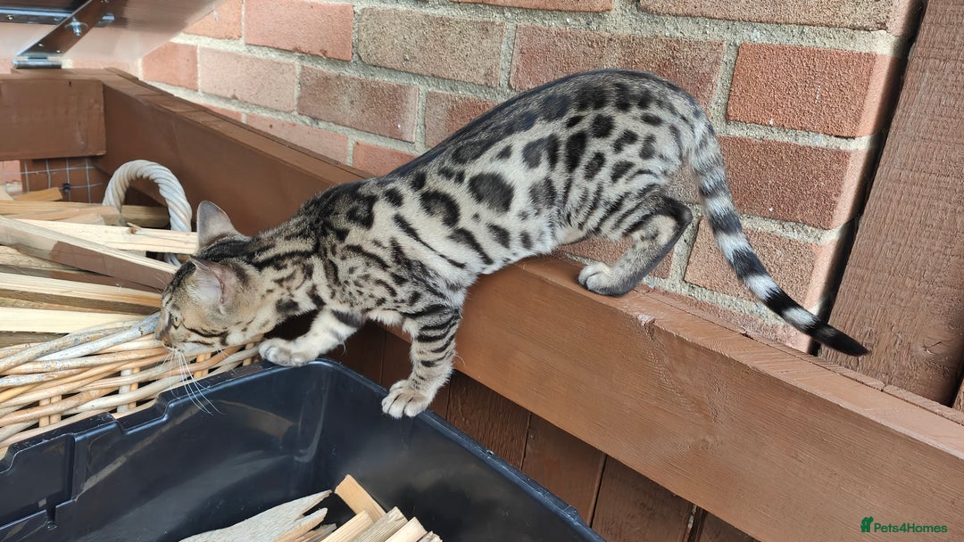 Bengal cats for sale: 1no. Female & 1no. Male Bengal Kittens available - Image 10