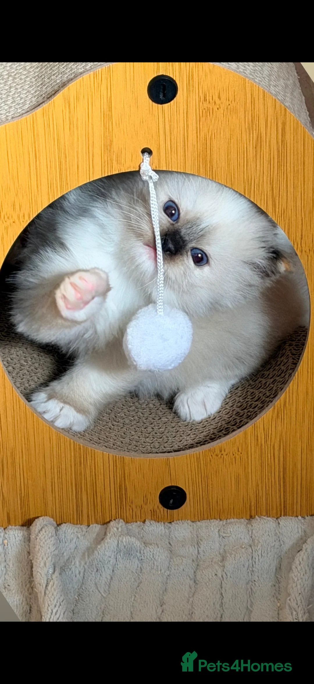 Ragdoll cats for sale: GCCF REGISTERED DNA TESTED PARENTS  - Advert 1