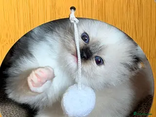 Ragdoll cats GCCF REGISTERED DNA TESTED PARENTS - Advert 2