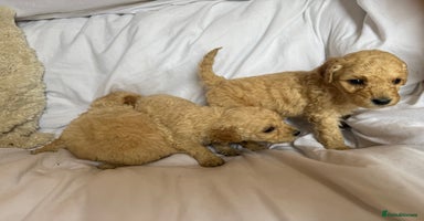 Mixed Breed dogs - Advert 5
