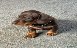 Miniature Dachshund dogs for sale: Smooth haired Miniature dachshund - Image 16