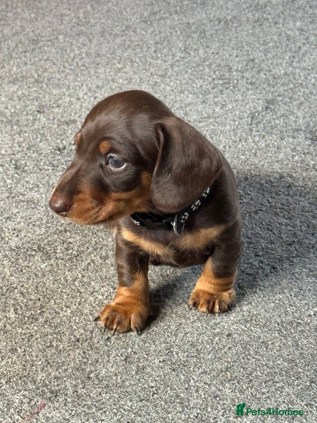 Miniature Dachshund dogs for sale: Smooth haired Miniature dachshund - Image 16