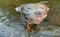 Labrador Retriever dogs for sale: Silver Labrador Retriever - Image 3