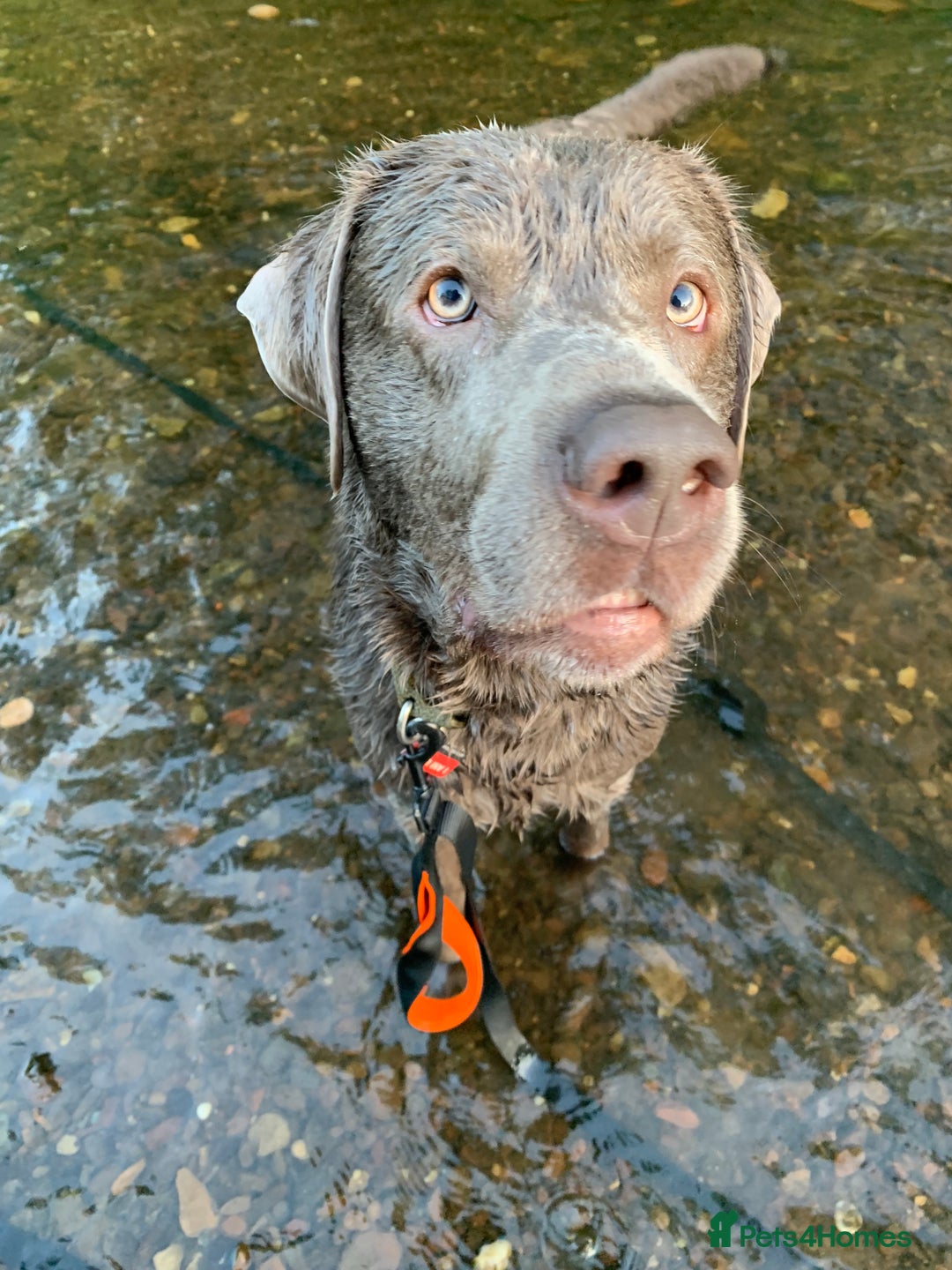 Labrador Retriever dogs for sale: Silver Labrador Retriever - Image 3