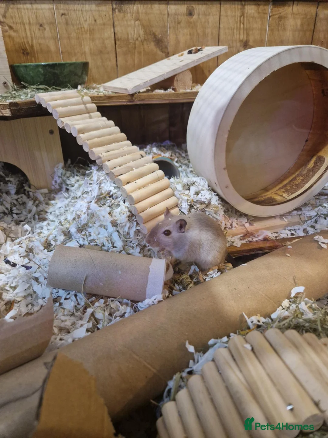 Gerbil rodents for sale: Pair of Gerbil Brothers for rehoming asap in Dereham - Advert 4