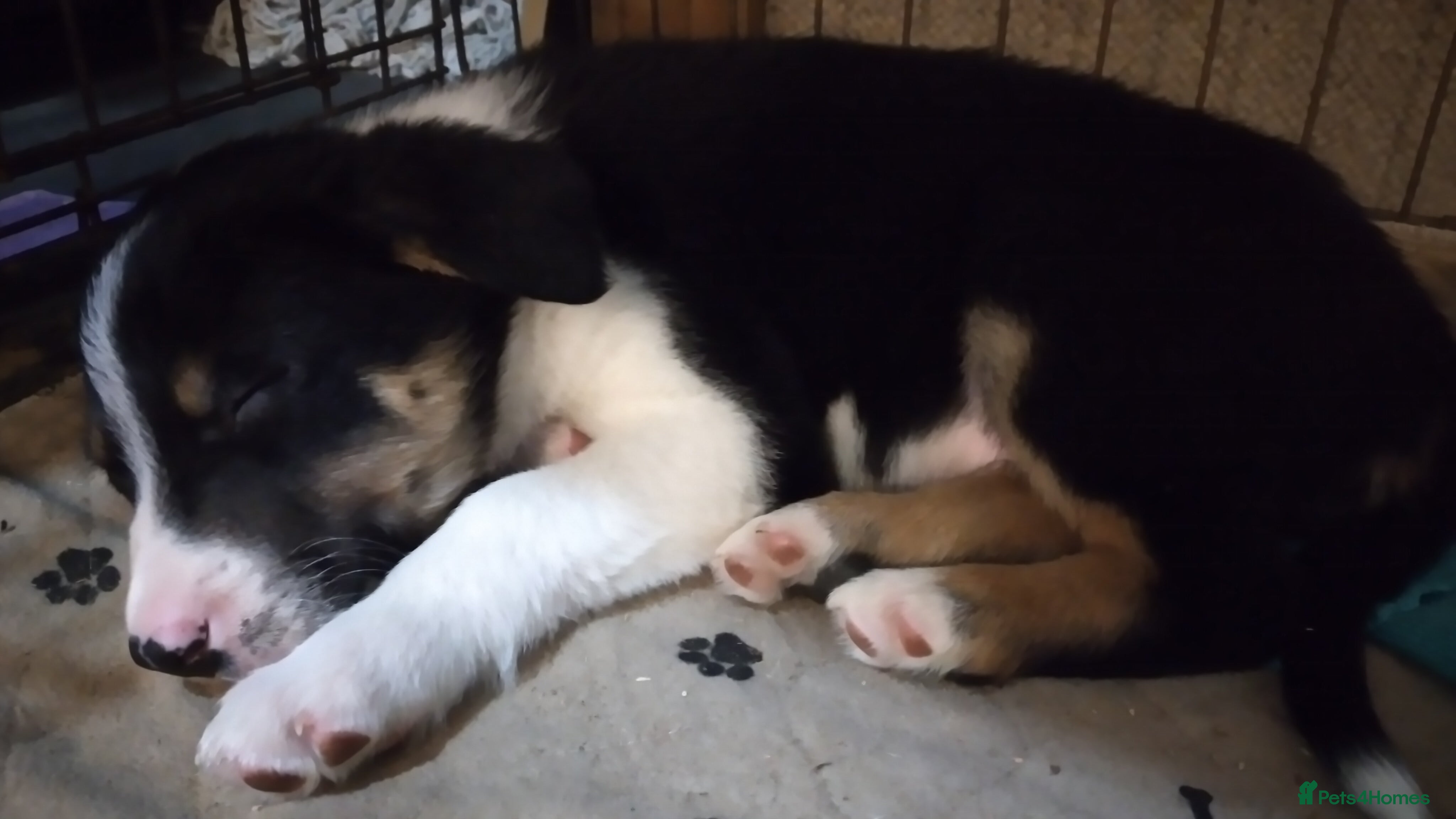 Border Collie dogs *Ready*Cheeky Chaps*Ready* - Advert 2