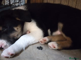 Border Collie dogs *Ready*Cheeky Chaps*Ready* - Advert 1