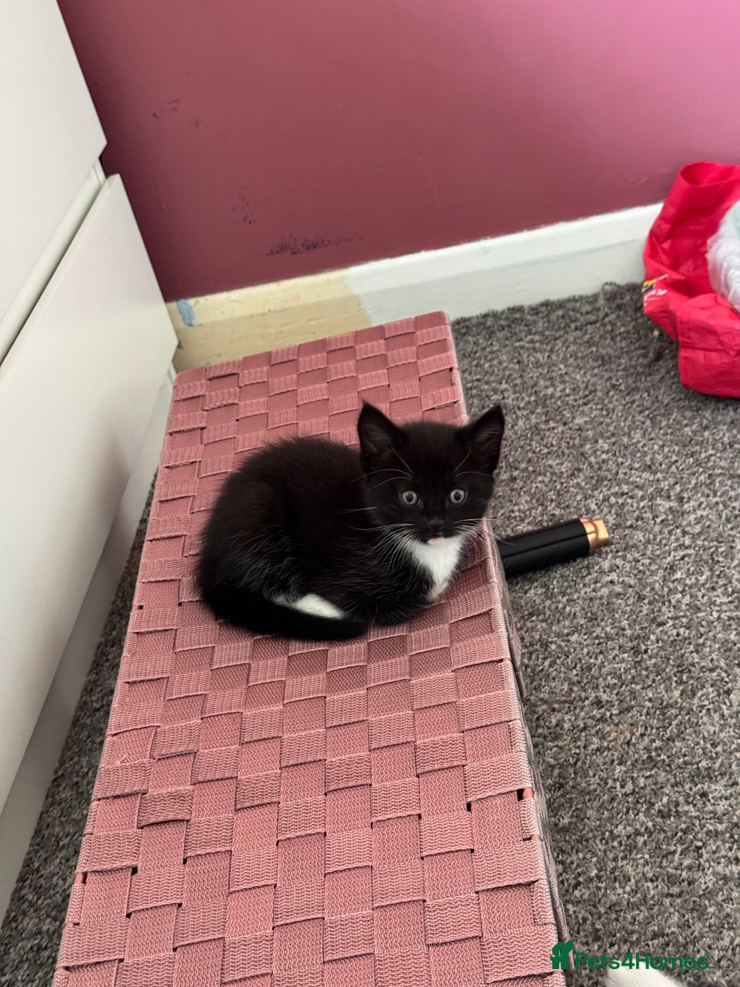 Mixed Breed cats for sale: Tuxedo kitten looking for a new home - Image 9