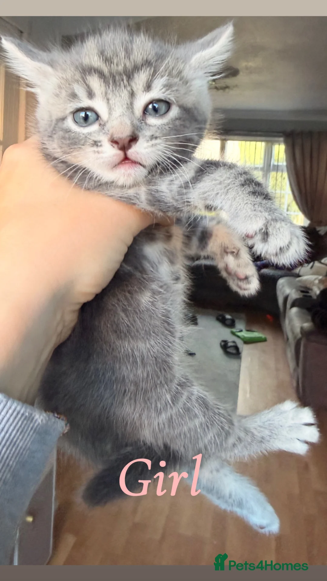 Mixed Breed cats for sale: Beautiful kittens  - Advert 1