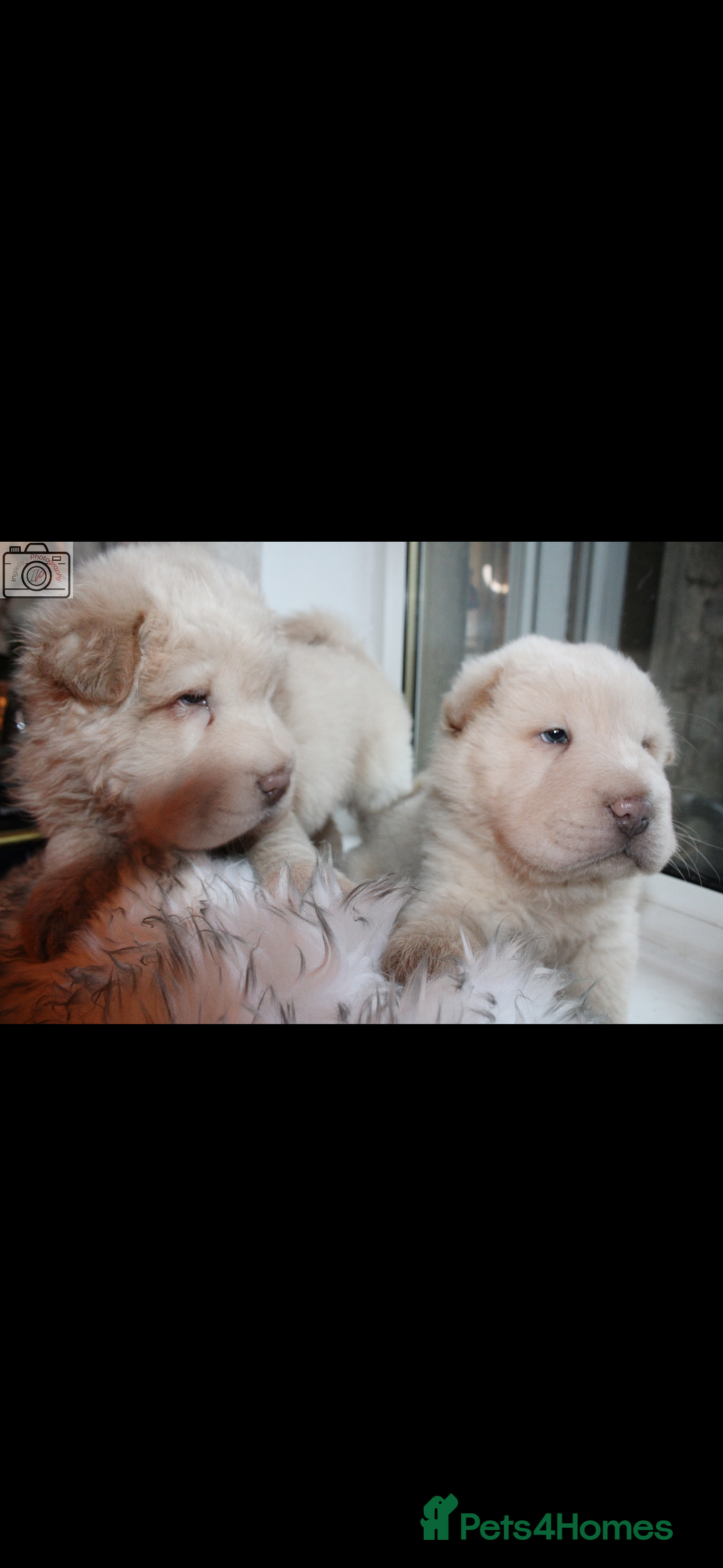 Shar Pei dogs for sale: 3  Gorgeous bears 🐻  - Advert 4