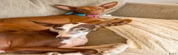 Ibizan Hound dogs for adoption: Cati a lovely calm girl who loves other dogs  - Advert 4