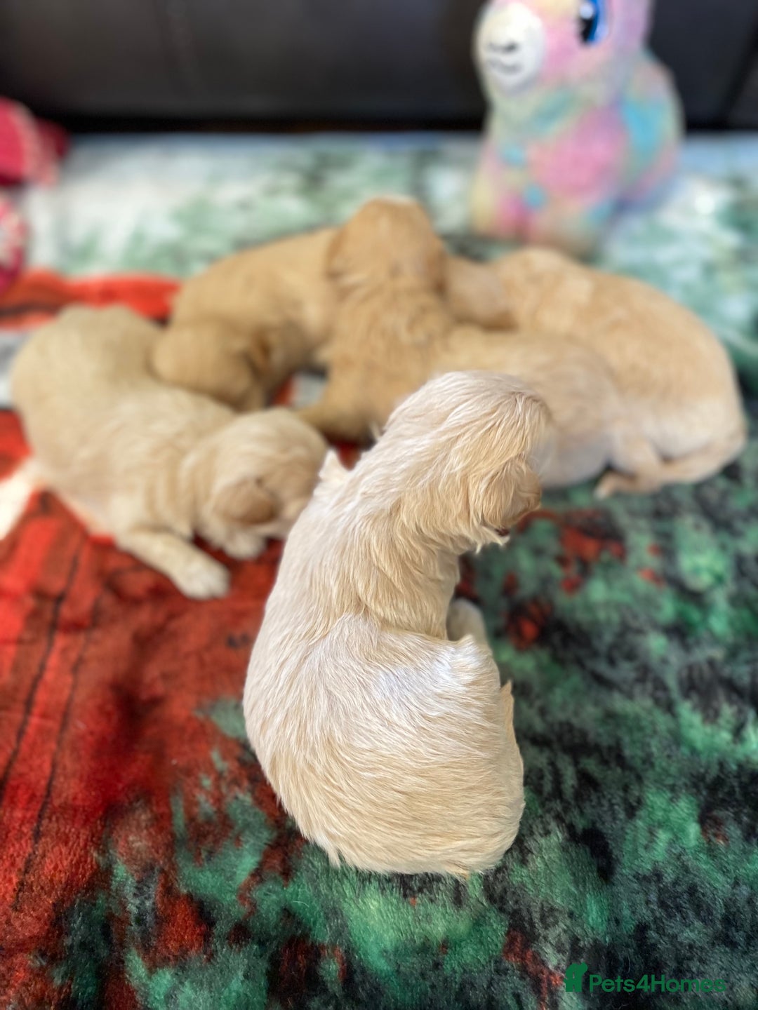 Maltipoo dogs for sale: Beautiful Apricot Maltipoo puppies. - Image 21