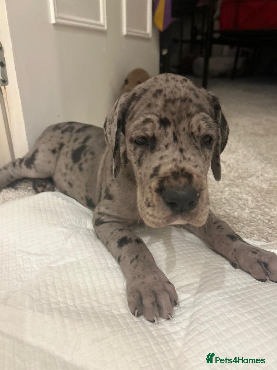 Great Dane dogs for sale: Purebred Great Dane Puppies – European Bloodline  - Advert 17