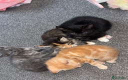 Mixed Breed cats for sale: 2 male 2 female kittens  - Image 16