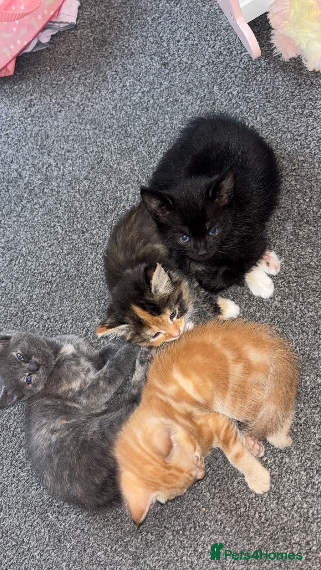 Mixed Breed cats for sale: 2 male 2 female kittens  - Image 16
