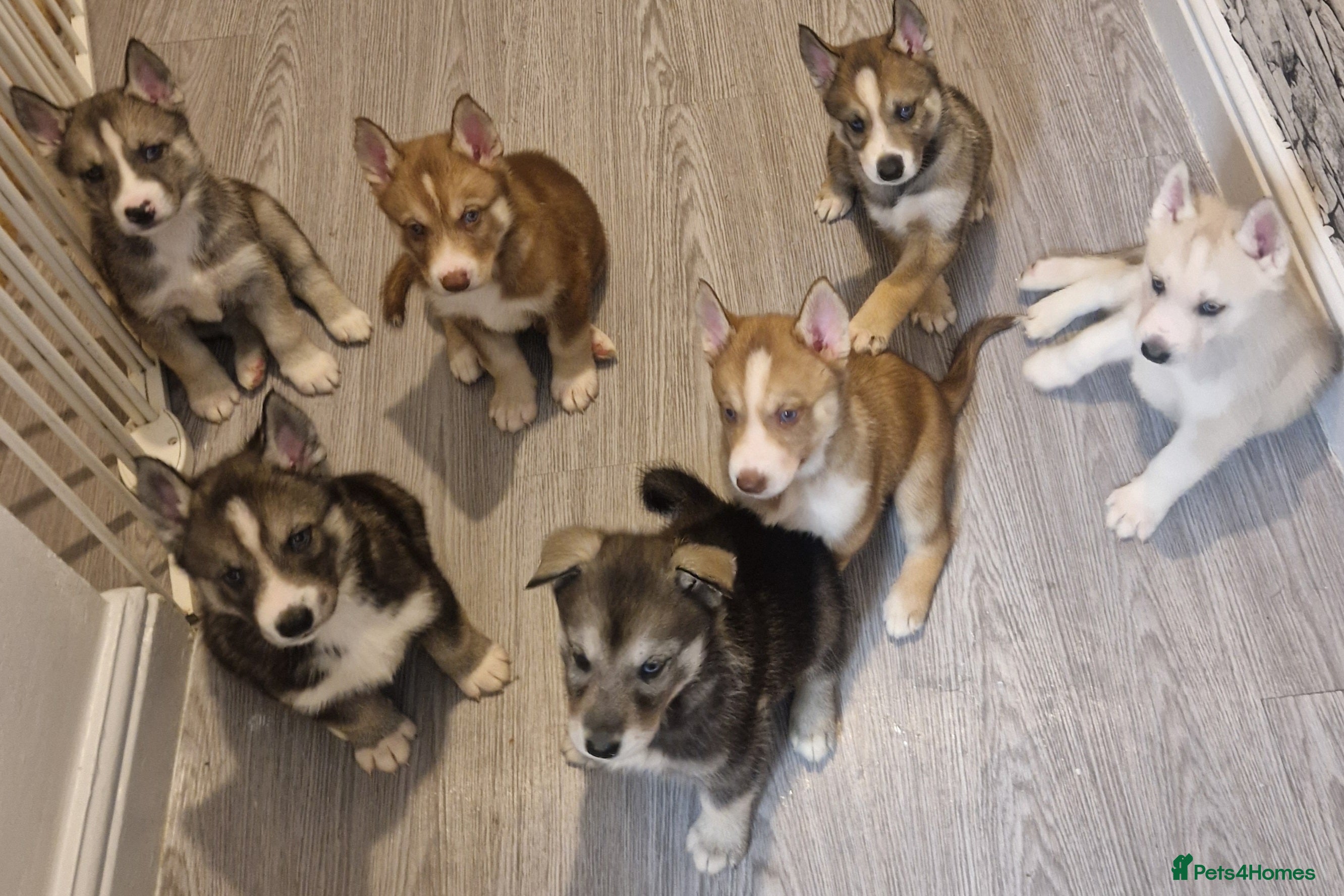Siberian Husky dogs  Beautiful full breed siberian husky Pups ❤️ - Advert 3