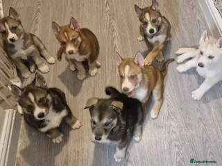Siberian Husky dogs Beautiful full breed siberian husky Pups ❤️ - Advert 3