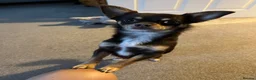Chihuahua dogs for stud: Pure breed Chocolate Tri stud chihuahua  - Advert 3