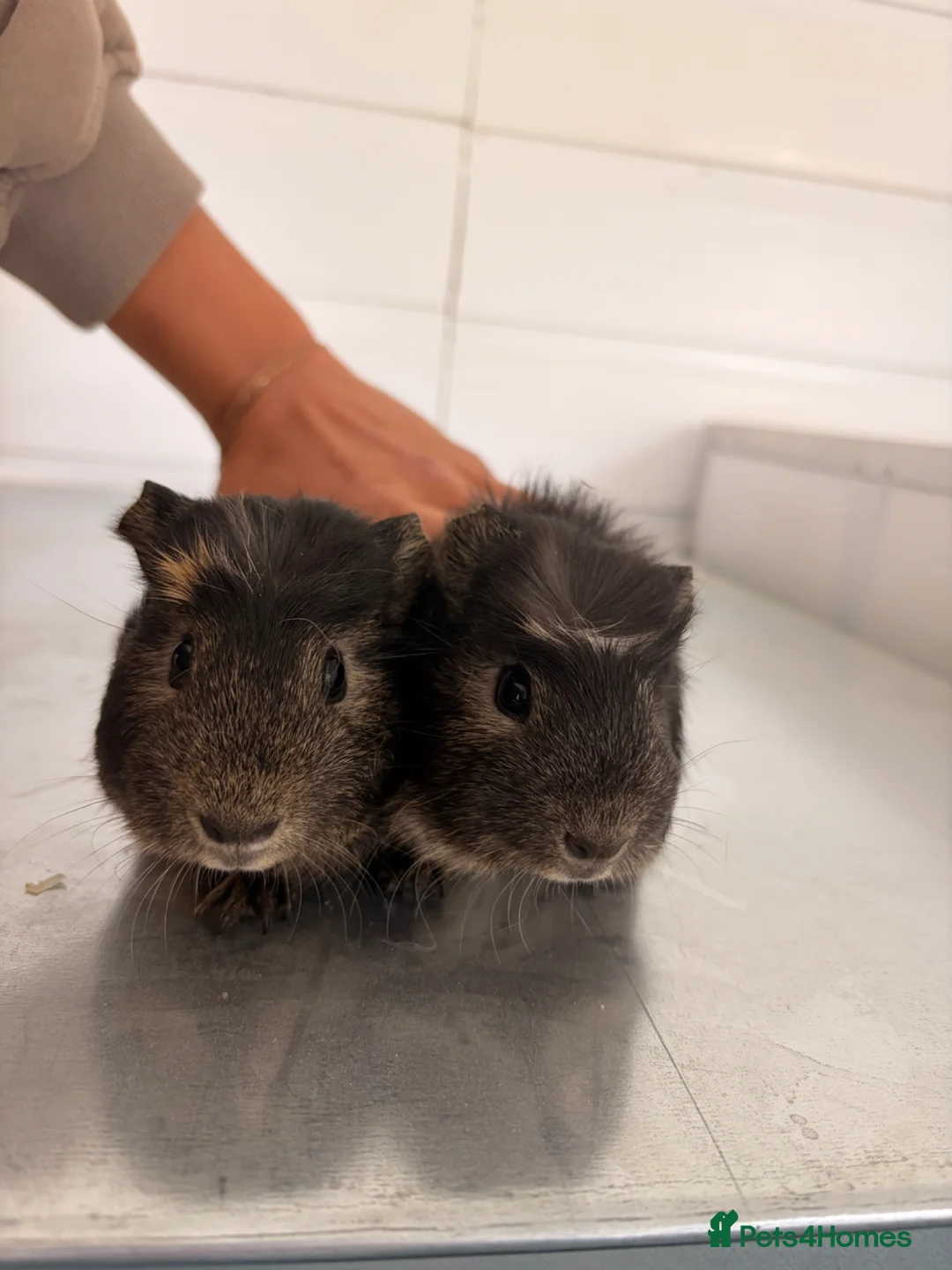 Guinea Pig rodents for sale: Bonded Boars - £20 a pair - Advert 3
