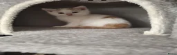British Shorthair cats for sale: Beautiful kittens for sale! - Advert 14