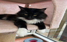 Maine Coon cats for sale: Maine coon kittens - Image 14