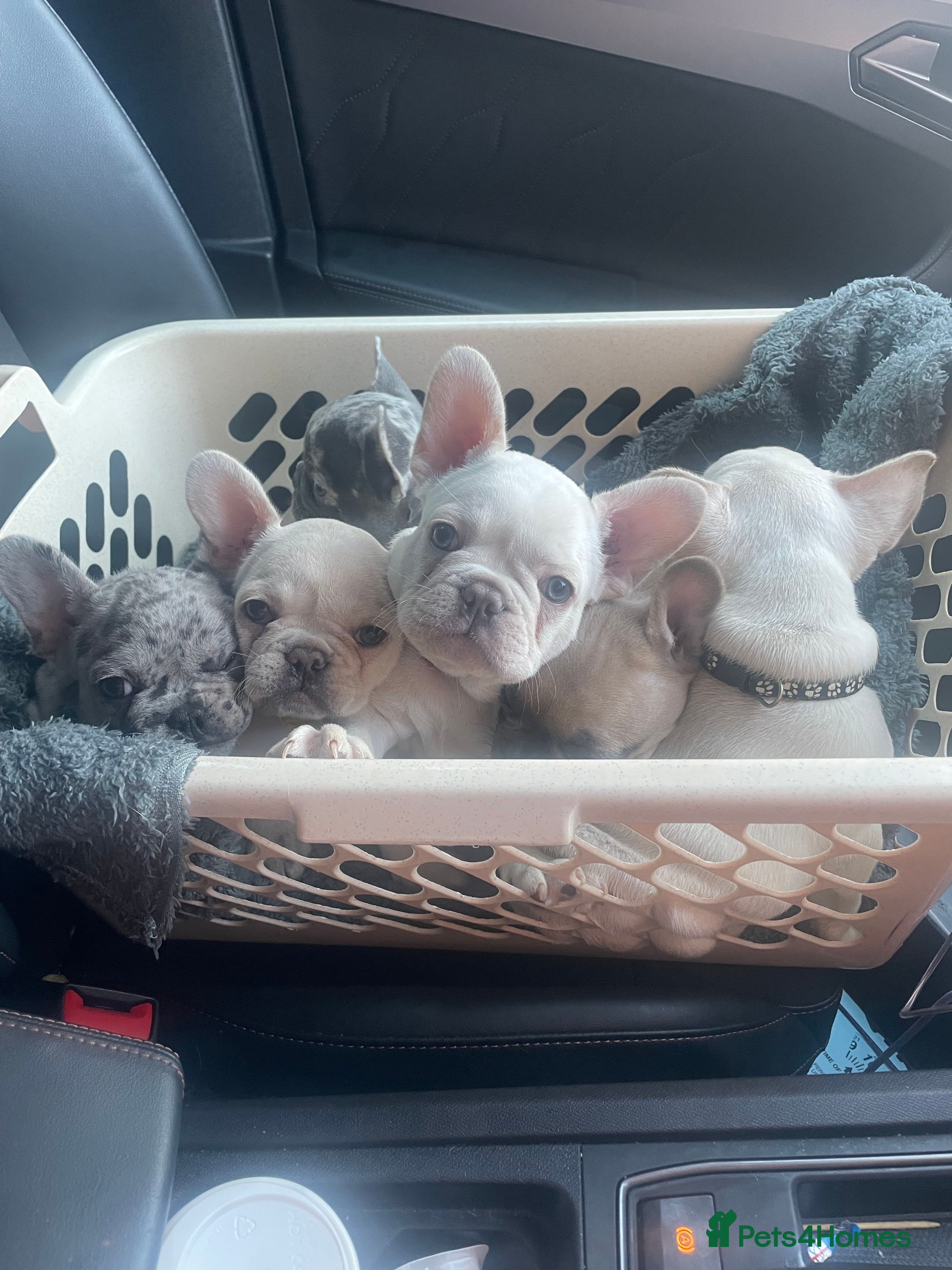 French Bulldog dogs lovely French bulldog pups 4 out of 6 left  - Advert 9