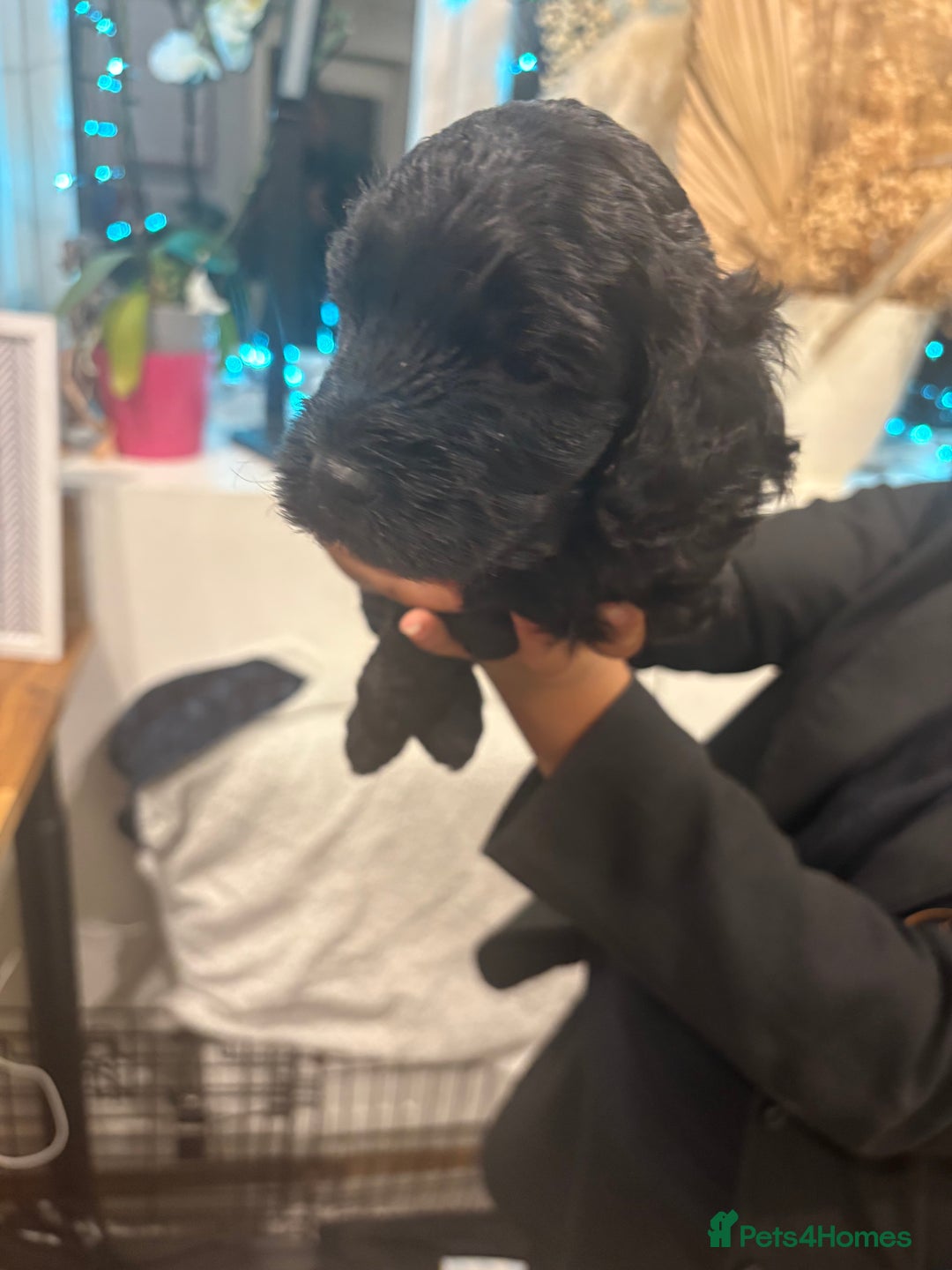 Cockapoo dogs for sale: Gorgeous Litter  - Advert 8