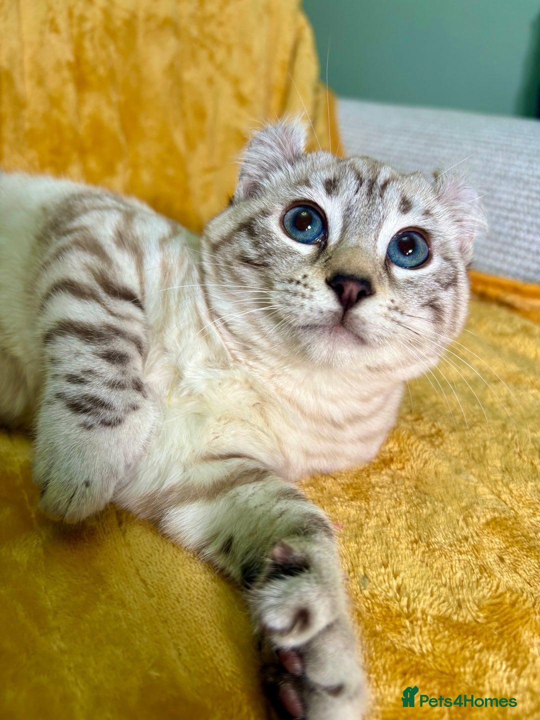 Savannah cats for sale: Breath taking wild looking girl  - Advert 20