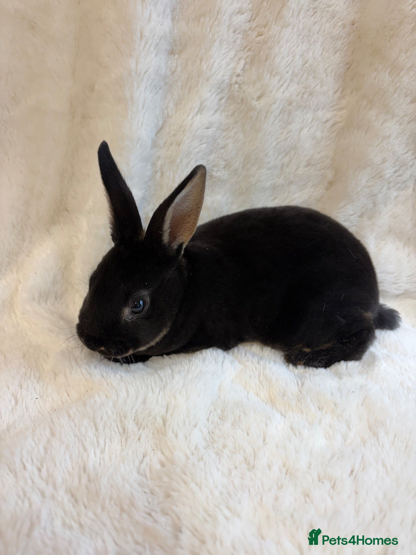 Rex rabbits for sale: 2 beautiful Rex girls  - Advert 1