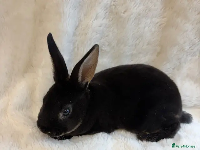 Rex rabbits for sale: 2 beautiful Rex girls - Advert 1