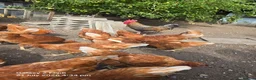 Chickens poultry for sale: point of lay pullets  - Advert 2
