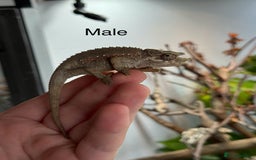 Chameleon reptiles for sale: Jackson chameleon babies, ready now.  in Plymouth - Image 1