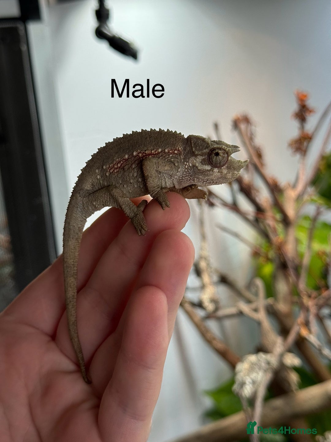 Chameleon reptiles for sale: Jackson chameleon babies, ready now.  in Plymouth - Image 1