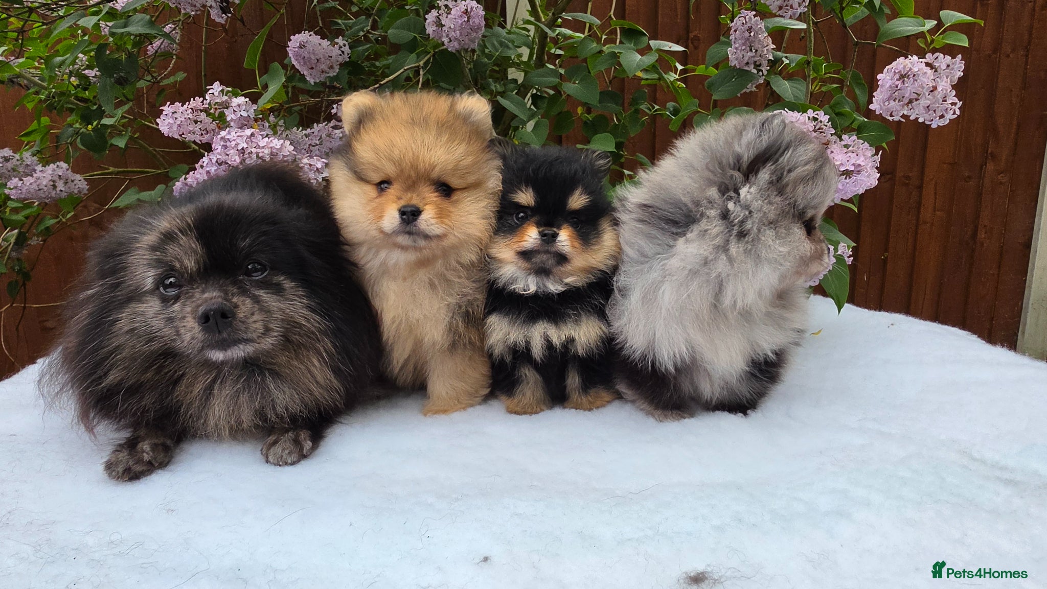 Pomeranian dogs for sale: Pomeranian puppies home raised  - Advert 22