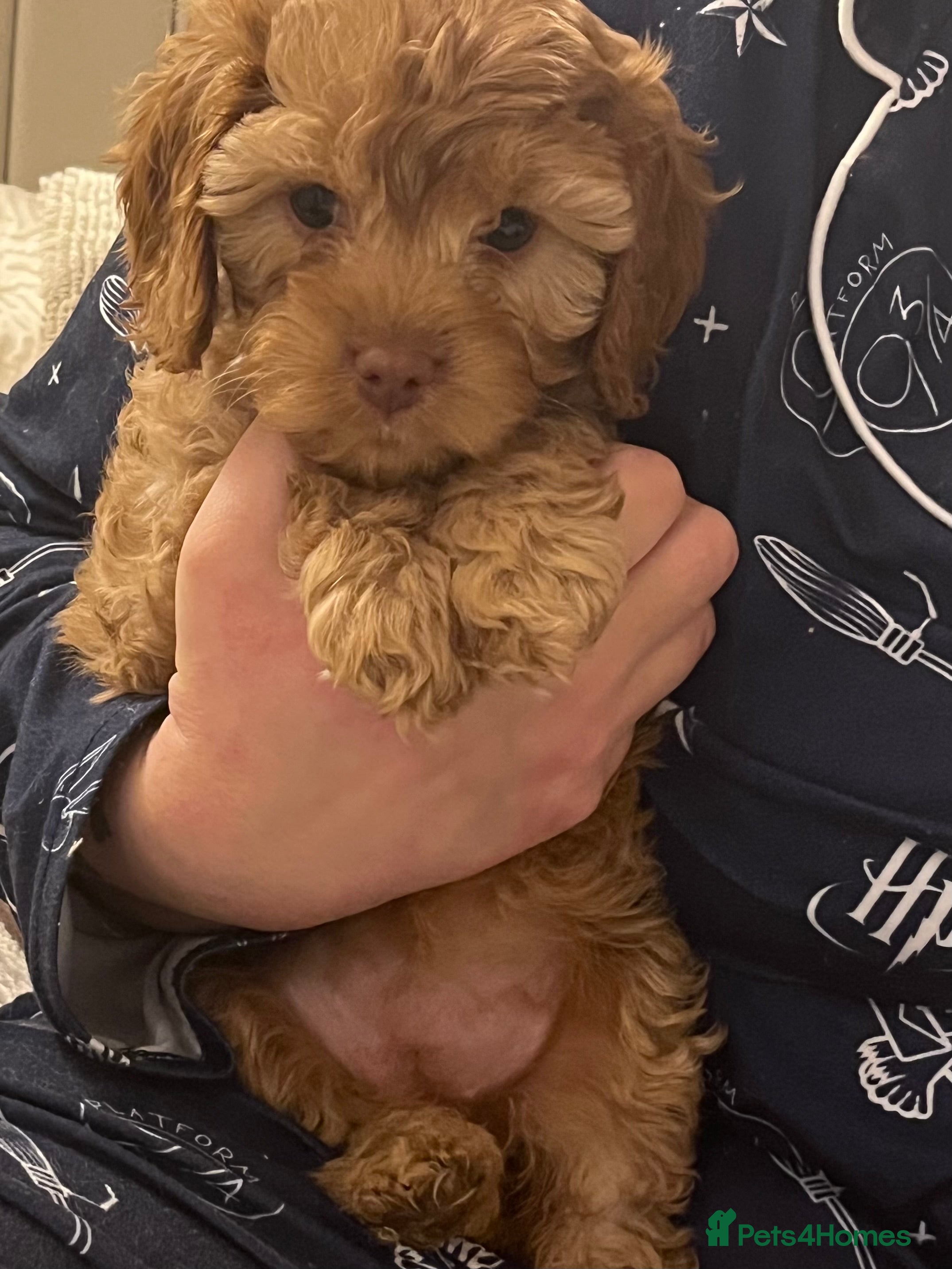 Cavapoo dogs Absolutely gorgeous cavapoo puppies available 🐾 - Advert 8