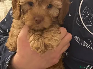 Cavapoo dogs Absolutely gorgeous cavapoo puppies available 🐾 - Advert 8